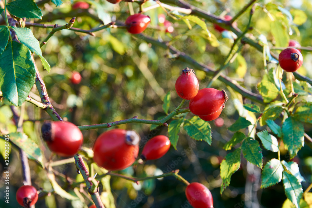 Obraz premium Close-up of a rose bush or tree with rosehip fruits and green leaves under sunny autumn