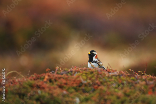 Lapland longspur in tundra