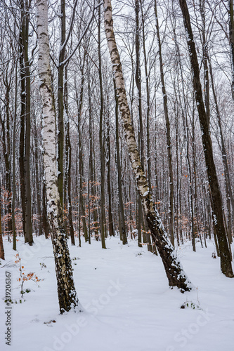 birch trees among winter beech forest. lovely nature background.