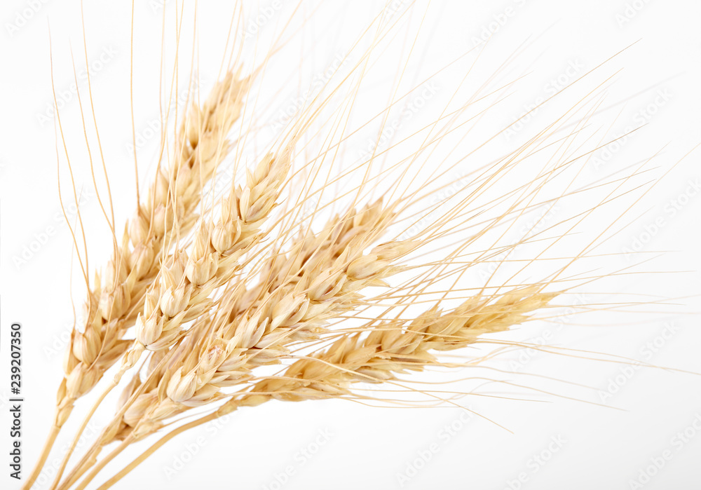 Background of winter wheat kernels. Spikelets of wheat. Wheat grain as background texture. Processed organic wheat grains as agricultural background. Background of winter wheat kernels. Spikelets of wheat. Wheat grain as background texture. Processed organic wheat grains as agricultural background.