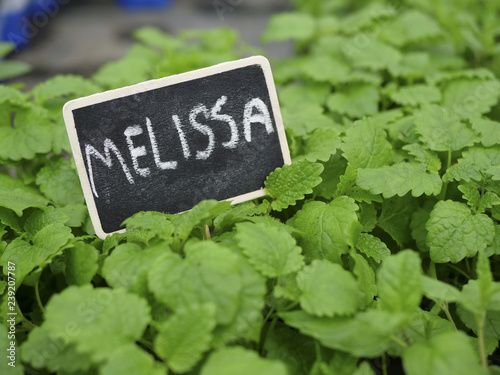 Fresh green Melissa plants
