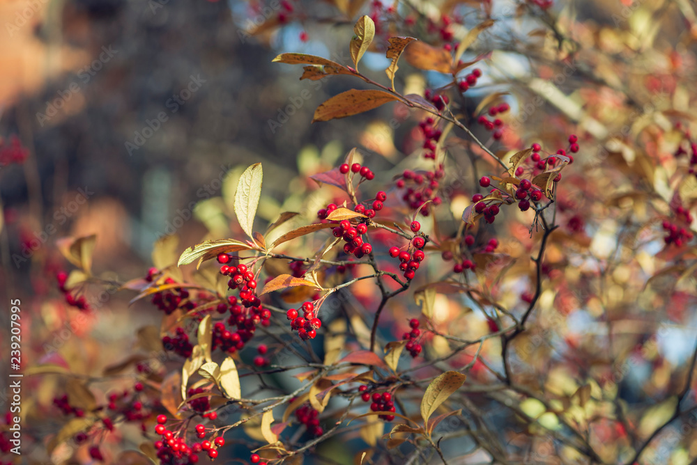red berries and golden leaves in morning sun red berries and golden leaves in morning sun