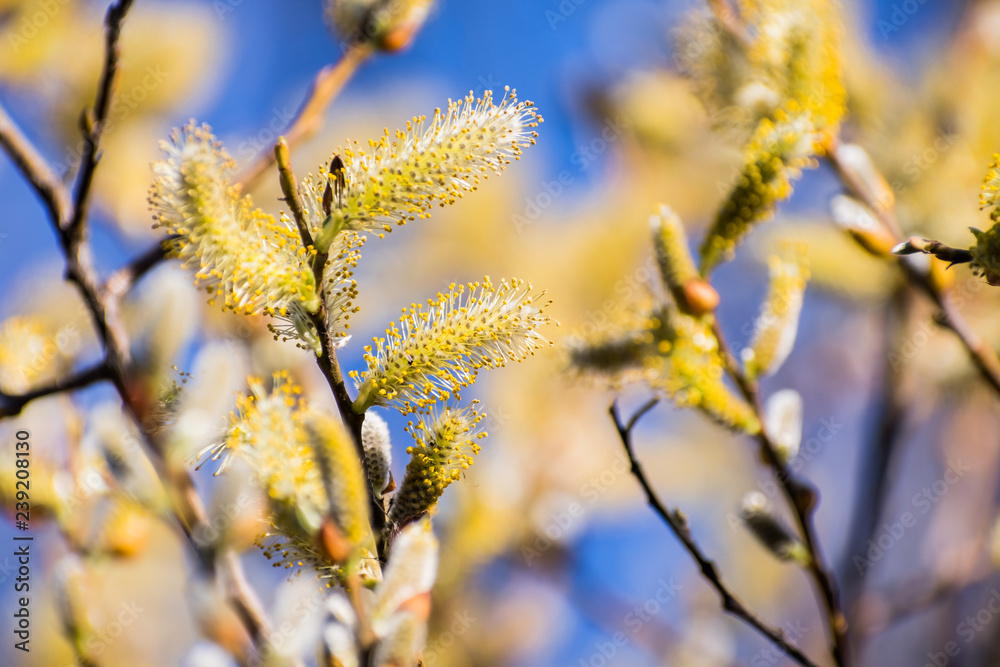 Fototapeta premium Willow catkin the first spring messenger; blurred colorful background, California
