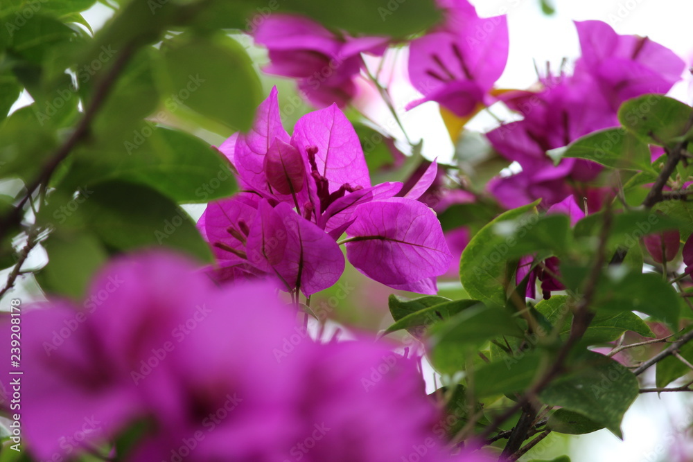 Fototapeta premium pink flowers in the garden