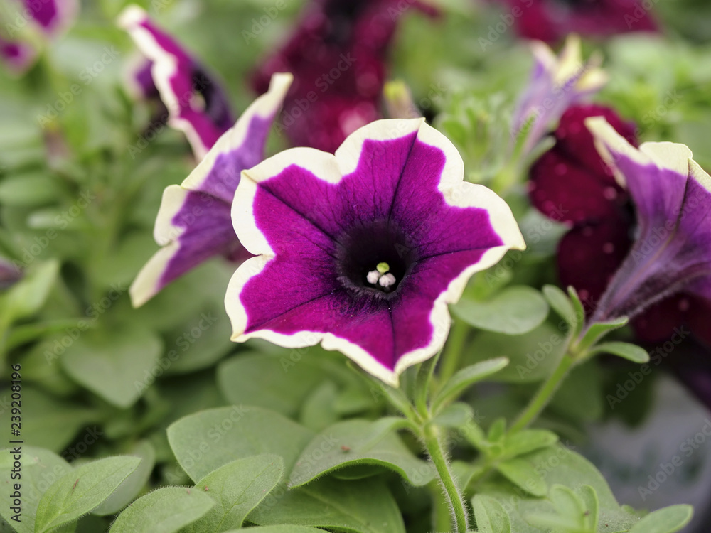 pink and white petunia plants in the garden