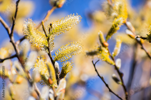 Willow catkin the first spring messenger; blurred colorful background, California