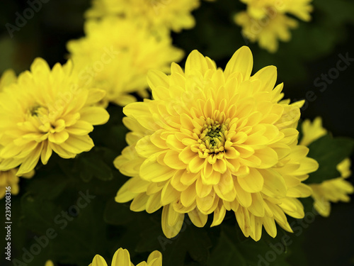 Bright yellow daisy flowers