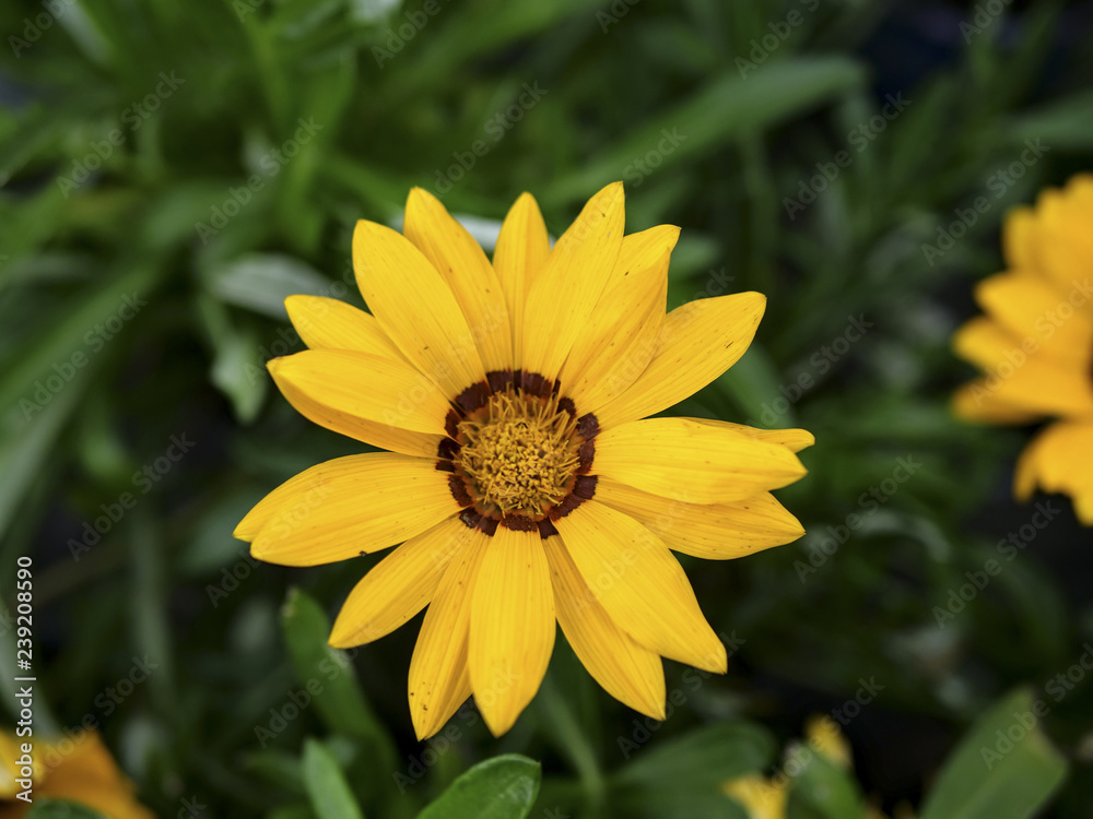 Beautiful daisy flower Beautiful daisy flower