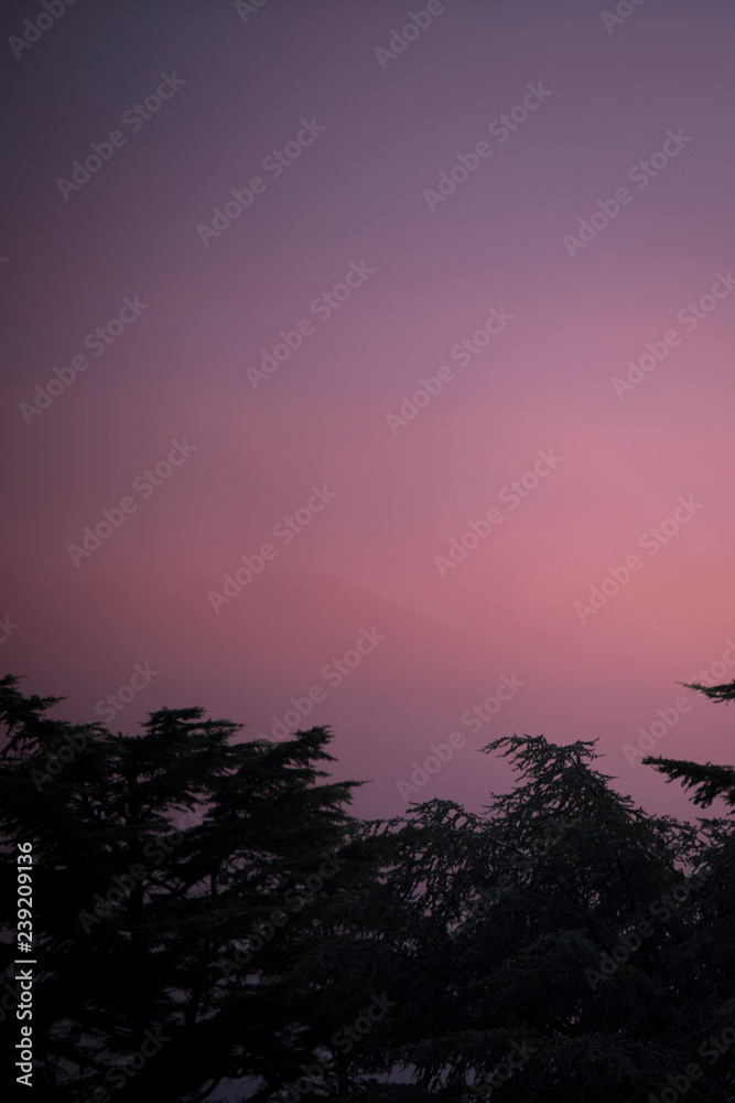 Naklejka premium Tramonto magenta spettacolare con nebbia e shiluette di alberi