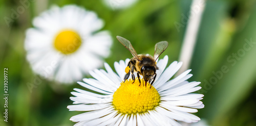 A bee absorbs nectar from chamomile's flower and putting it on her legs,in spring