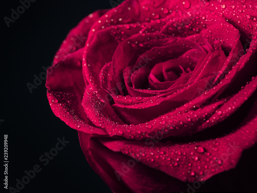 Fototapeta Naklejka Na Ścianę i Meble -  Pink Rose Flower closeup