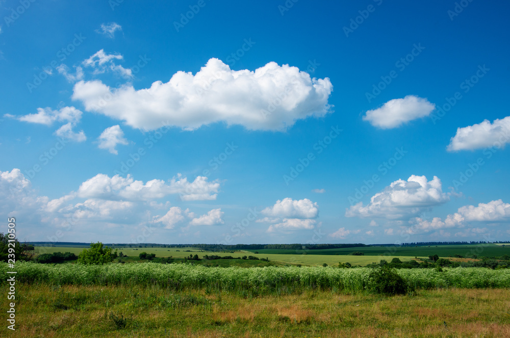 green meadow and blue sky with clouds in summer green meadow and blue sky with clouds in summer