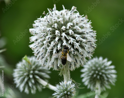 Flowering echinops ritro photo