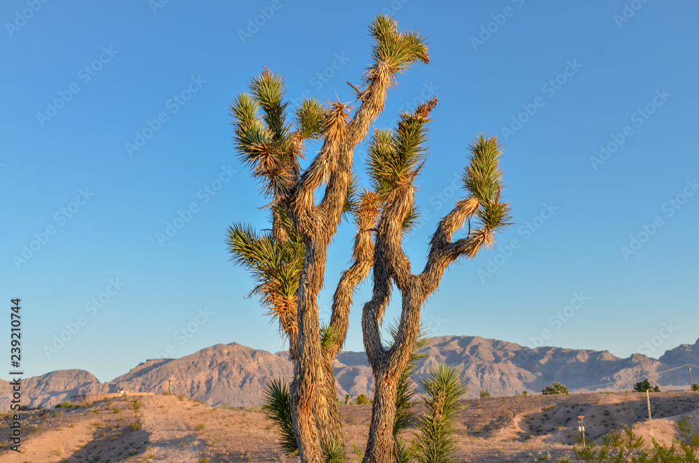 Joshua Tree at Echo Bay Lake Mead National Recreation area, Nevada, USA
