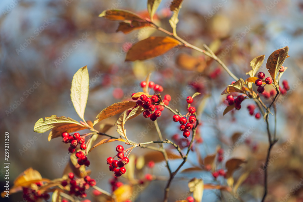 red berries and golden leaves in morning sun red berries and golden leaves in morning sun