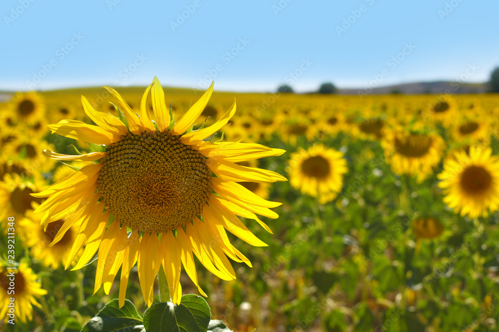 one closeup sunflower on a sunflowers field one closeup sunflower on a sunflowers field