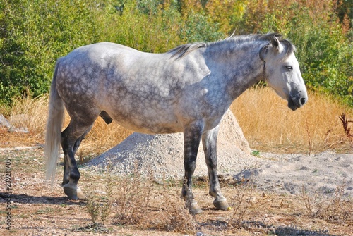 Photo of grey horse in pasture on a spring day