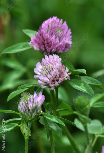 Blossom of the clover of red