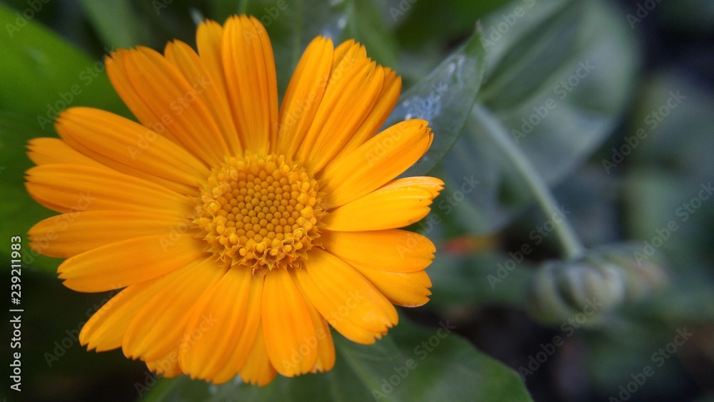 Yellow flower close-up. Marigold in the garden. Yellow flower close-up. Marigold in the garden.