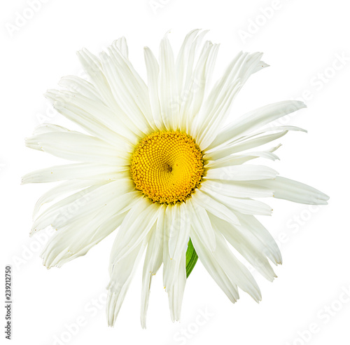 Fresh white chamomile isolated on white background with clipping path