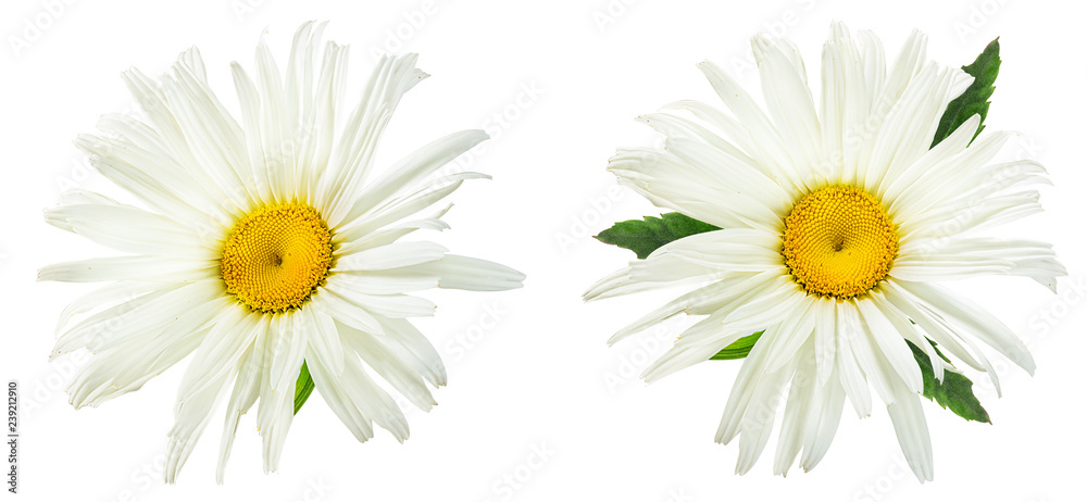 Fresh white chamomile isolated on white background with clipping path Fresh white chamomile isolated on white background with clipping path