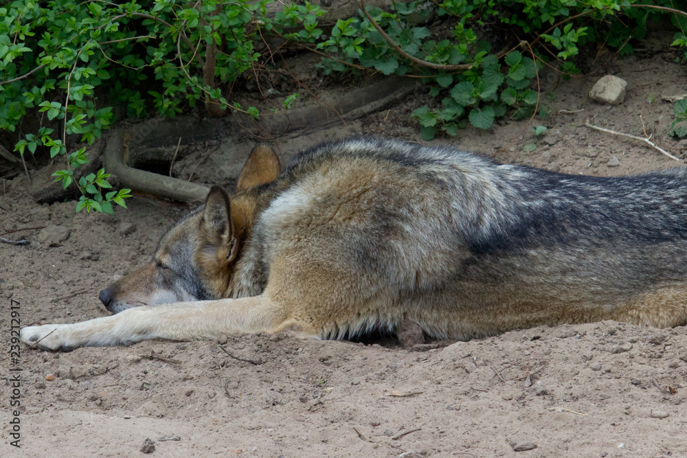 Naklejka premium Odpoczywa wilk