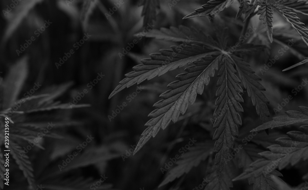 Fotografie marijuana black background. bush cannabis.