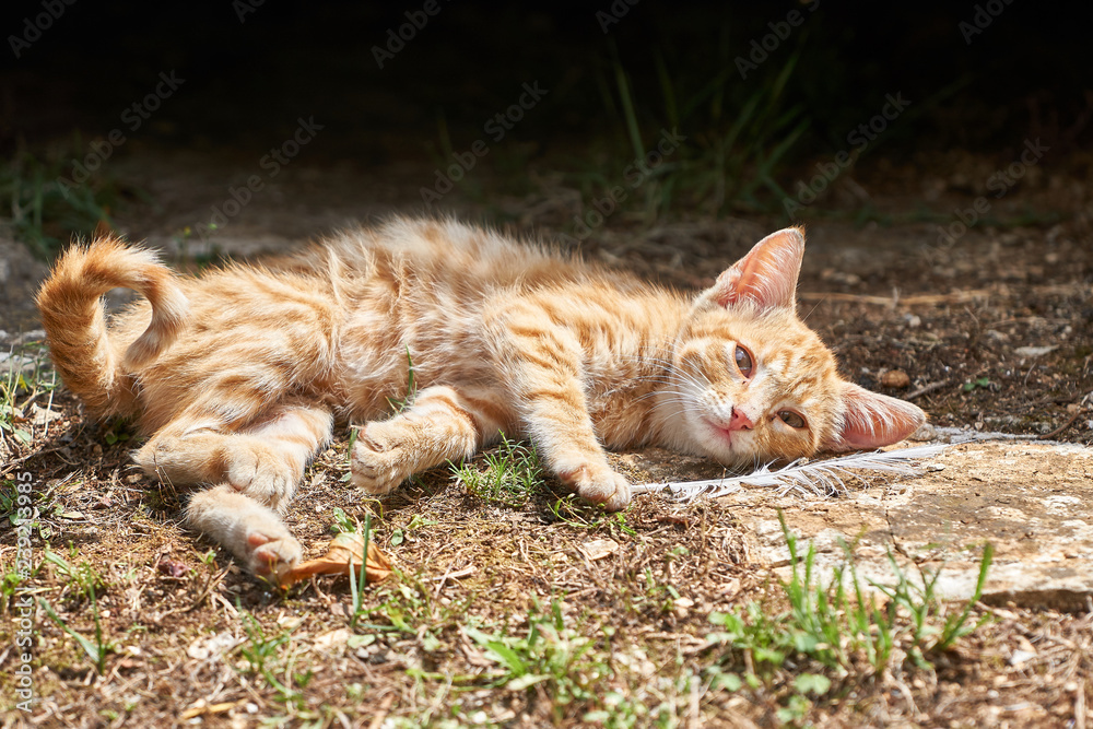 junge Katze liegt am Wegesrand und ruht sich aus junge Katze liegt am Wegesrand und ruht sich aus