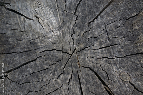 old wood with cracks close up