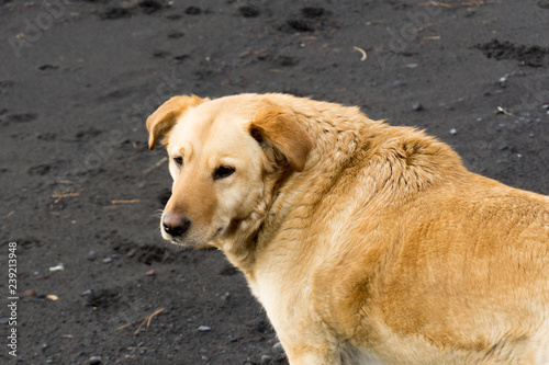 dog on beach © FERNANDOZF