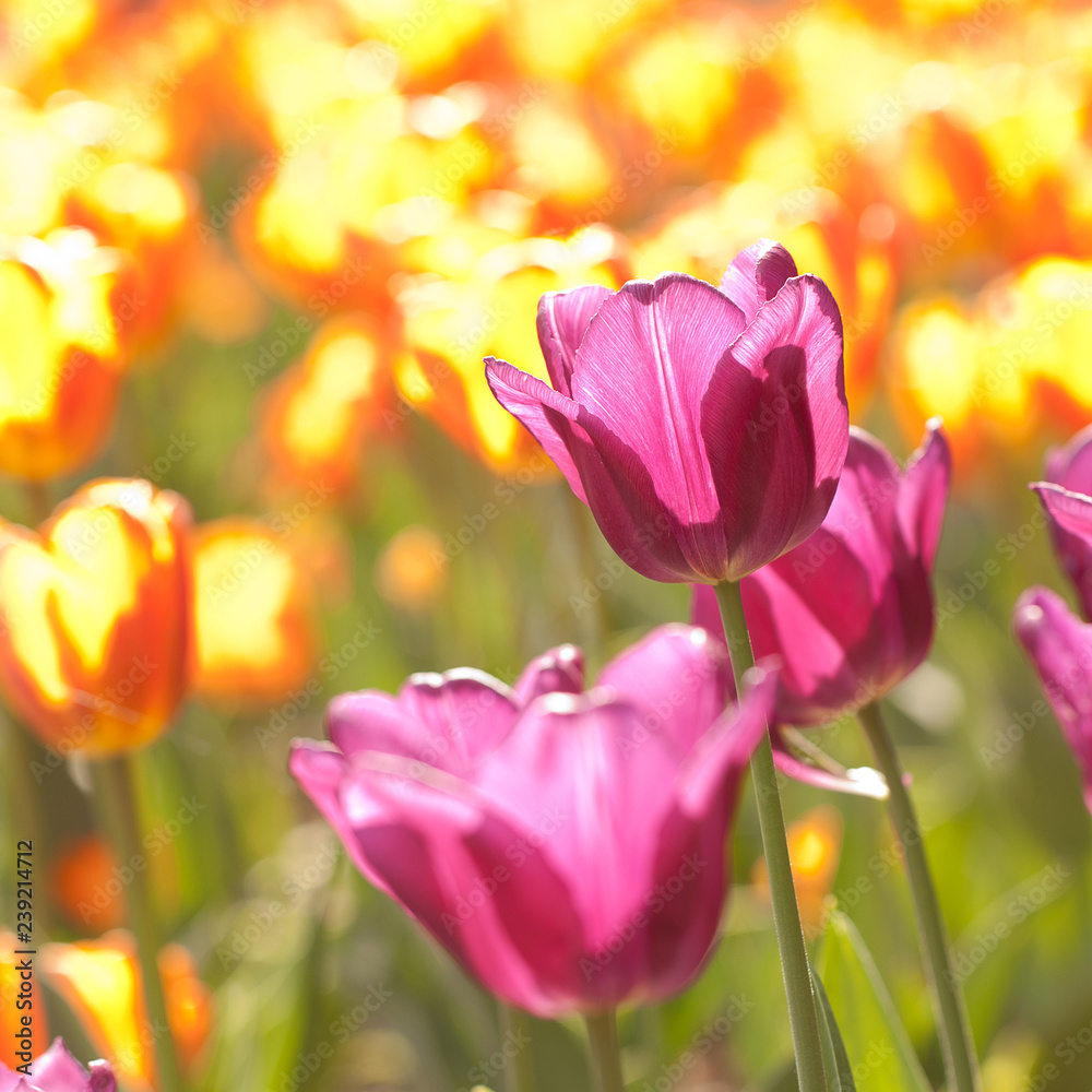 lilac and orange beautiful tulips in a sunny park lilac and orange beautiful tulips in a sunny park