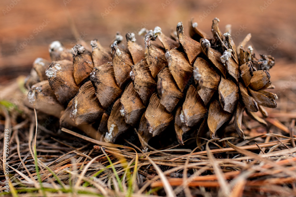 A close up of a large pine cone lying on the ground