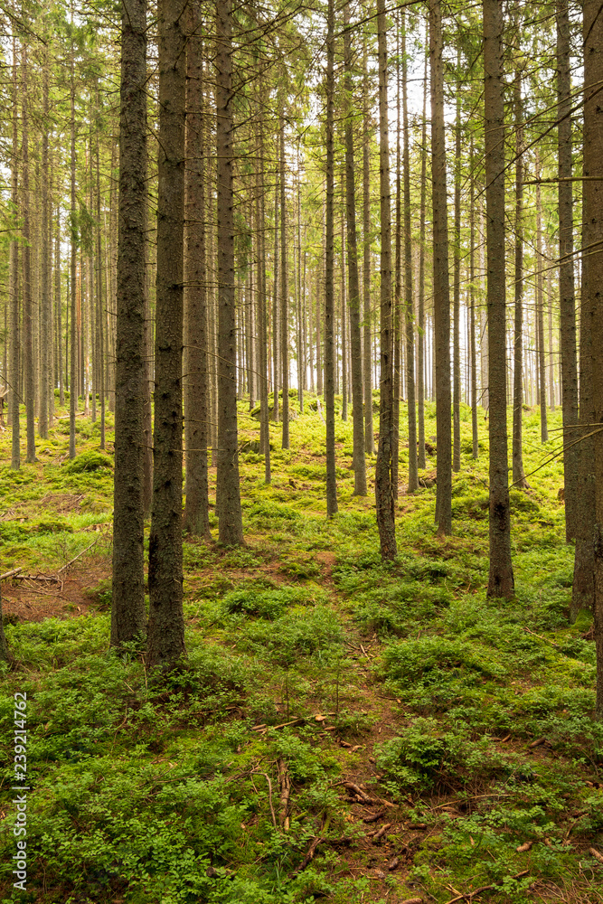 Forest trees. nature green wood sunlight backgrounds