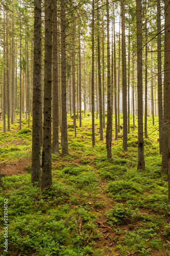 Forest trees. nature green wood sunlight backgrounds