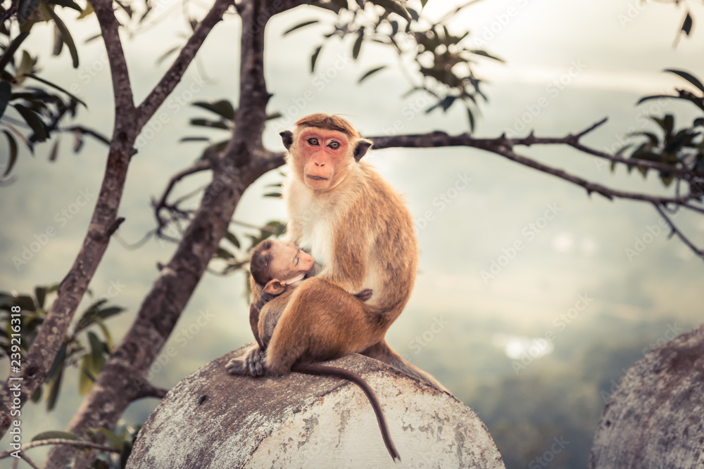 Fototapeta premium Monkey mother feeding her baby monkey in wild nature concept care in wild nature