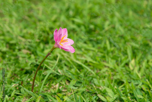 The pink rain lily growing alone on green grass.