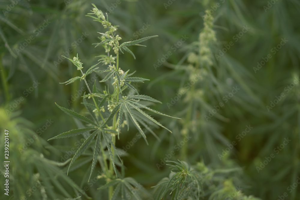 green marijuana bushes green marijuana bushes