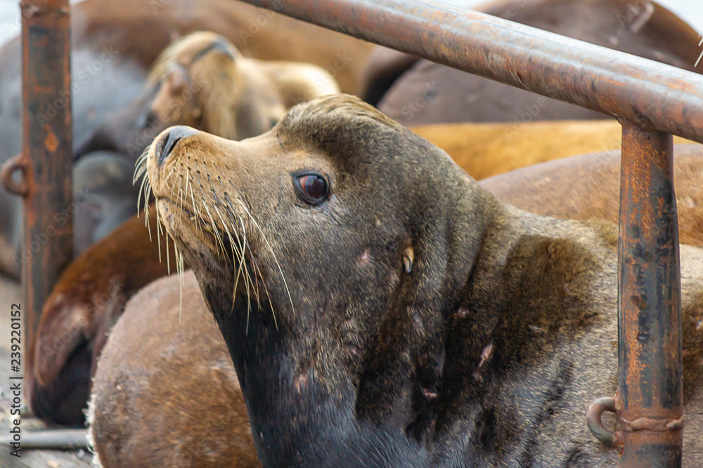 Naklejka premium deep brown sealion looking out past dock