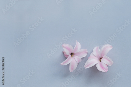 Hyacinth Pink Surprise Dutch Hyacinth. Spring bulbs. Spring flowers. The perfume of blooming hyacinths is a symbol of early spring. Texture. Pink flowers on a light blue background