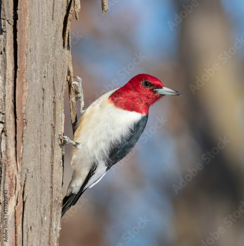 Red-headed woodpecker (Melanerpes erythrocephalus) adult looking around, Iowa, USA