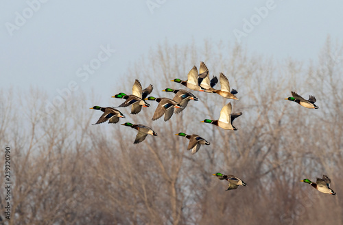 Konstfotografi A flock of mallard (Anas platyrhynchos) males flying during fall migration, Iowa