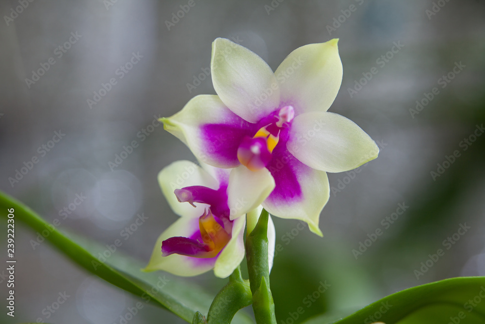 Beautiful rare orchid in pot on blurred background Beautiful rare orchid in pot on blurred background