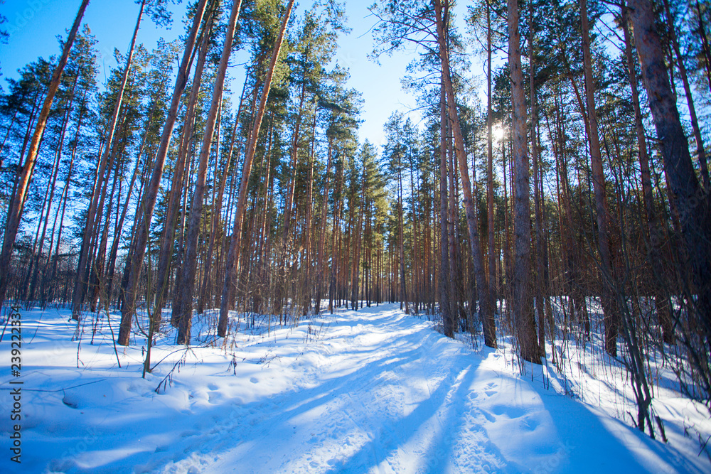 beautiful winter forest on  sunny day
