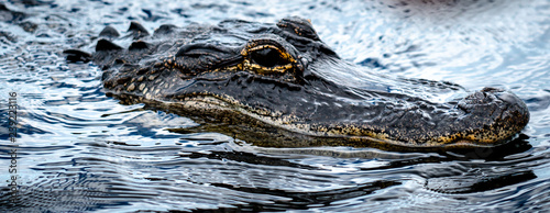 Macro Closeup Alligator in Florida Everglades Park
