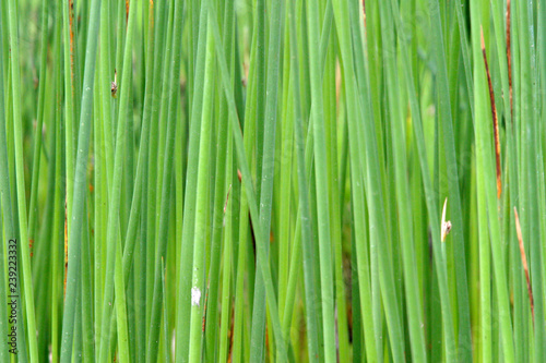 Bright green reeds Bear River Wildlife Area Utah