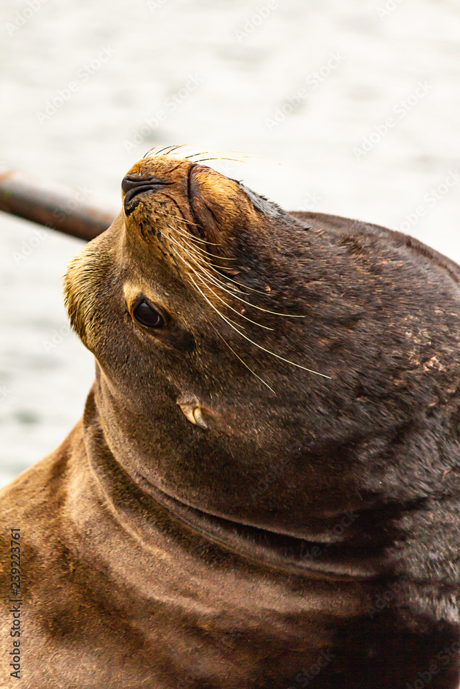 Fototapeta premium cute brown sealion arches up to show its neck