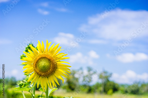 sunflower and blue sky in the garden