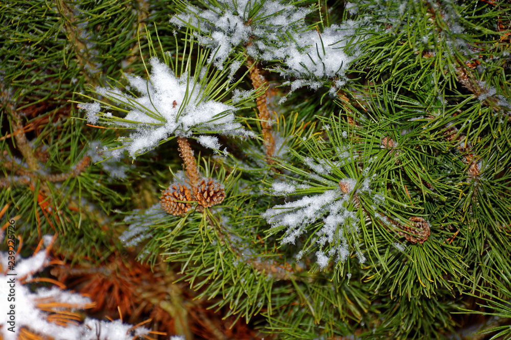 winter trees in the snow winter trees in the snow