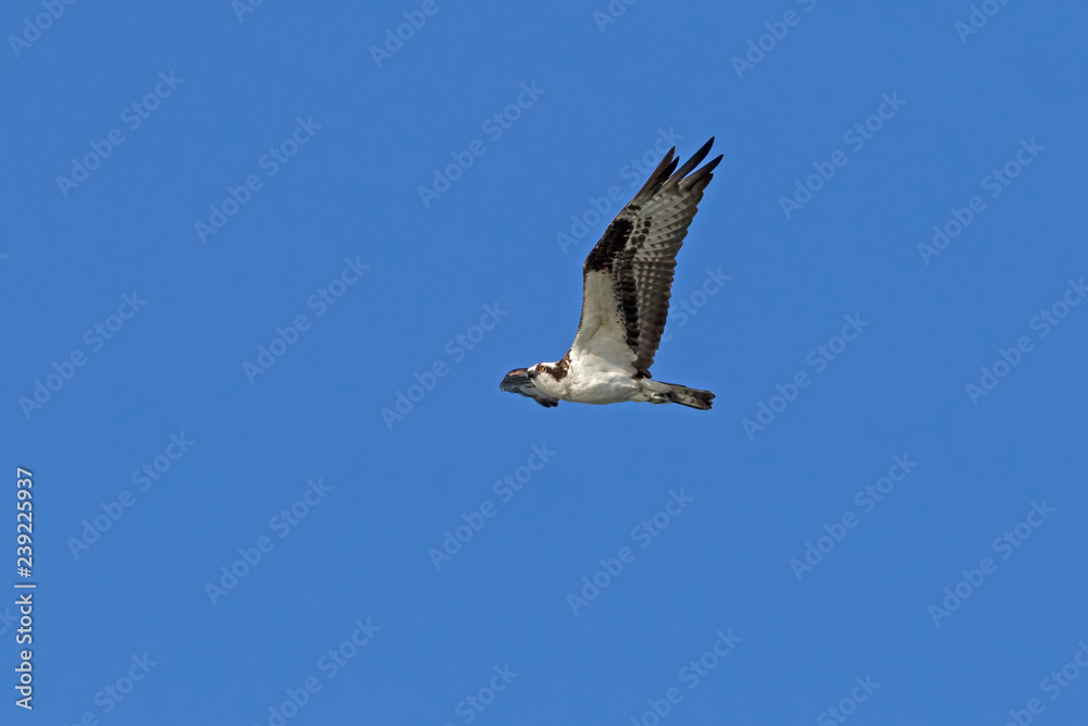 Obraz premium Bird osprey flying above a California lake