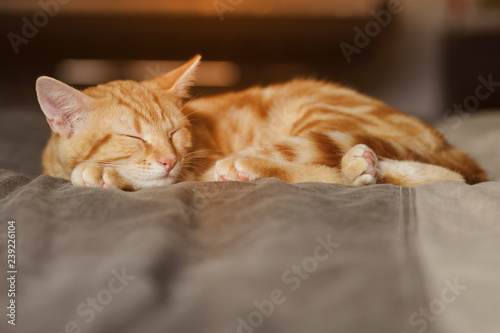 chaton tigré roux européen marbré tigré dormant  © mariesacha